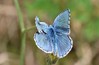 metulj IMG_1617.jpg