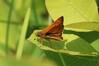 metulj IMG_1754.jpg