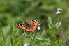 metulj IMG_2048.jpg