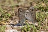 metulj IMG_2492.jpg