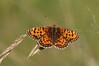 metulj IMG_2879.jpg