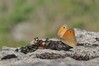 metulj IMG_2929.jpg