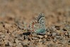 metulj IMG_2946.jpg