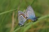 metulj IMG_3483.jpg