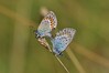 metulj IMG_3566.jpg