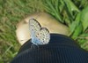 metulj IMG_3875.jpg