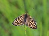 metulj IMG_4438.jpg