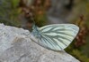 metulj IMG_4492.jpg