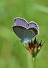 metulj IMG_4621.jpg