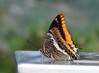 metulj IMG_4898.jpg