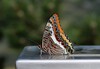 metulj IMG_4899.jpg