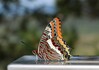 metulj IMG_4910.jpg