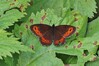 metulj IMG_5494.jpg