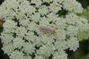 metulj IMG_5517.jpg