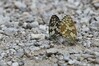 metulj IMG_5626.jpg
