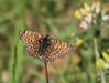 metulj IMG_5945.jpg