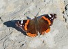 metulj IMG_6431~0.jpg
