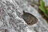 metulj IMG_7372~0.jpg