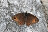 metulj IMG_7390.jpg