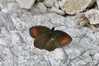 metulj IMG_7413.jpg