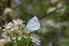 metulj IMG_9082.jpg