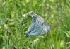 metulj belin glogov IMG_3113.jpg