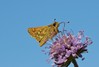 metulj biserni vejicar IMG_9192.jpg