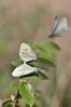 metulj frfotavcek IMG_4613.jpg