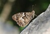 metulj gozdnik IMG_1400.jpg