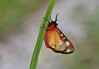 metulj medvedek IMG_6562.jpg