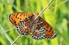 metulj pisancek IMG_2594.jpg
