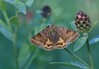 metulj sovka IMG_3690.jpg