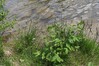oslad sas IMG_1405.jpg