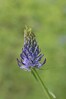 repus IMG_1131.jpg