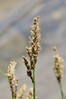 sas latasti IMG_1401.jpg