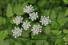 trebelje IMG_9230.jpg