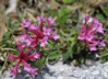 volcin IMG_9069.jpg