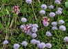 volcin mracica IMG_8738.jpg