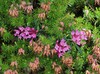 volcin resa IMG_9102.jpg