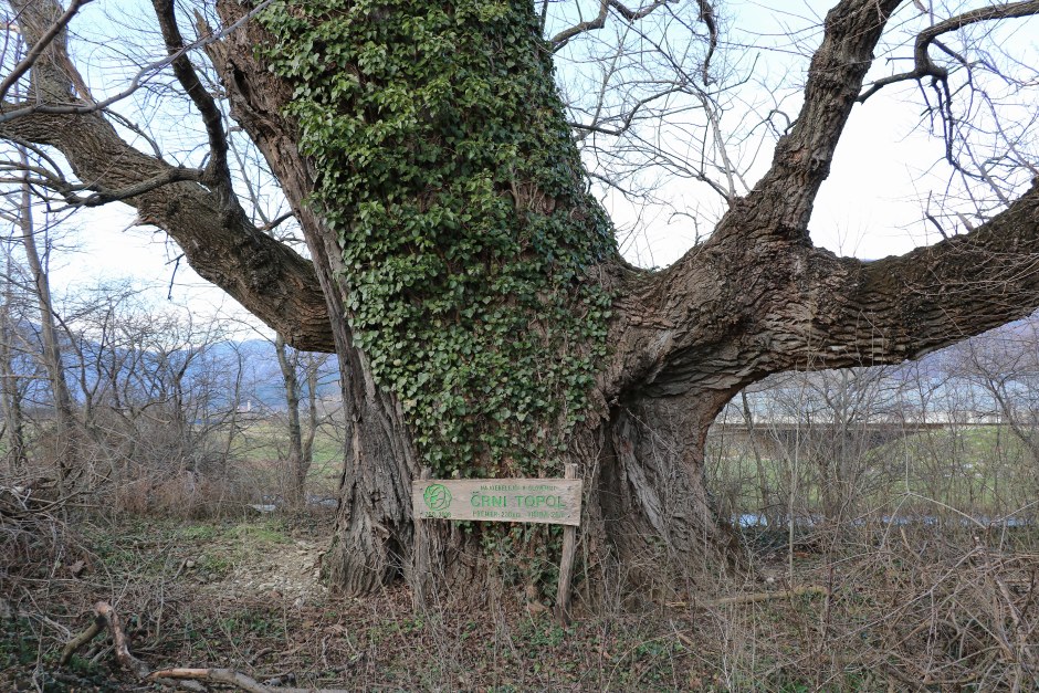 Klikni za ogled večje slike