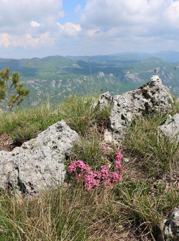 Klikni za ogled večje slike