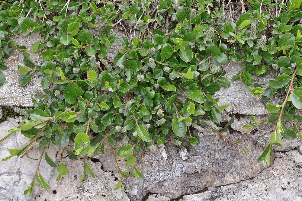 Klikni za ogled večje slike