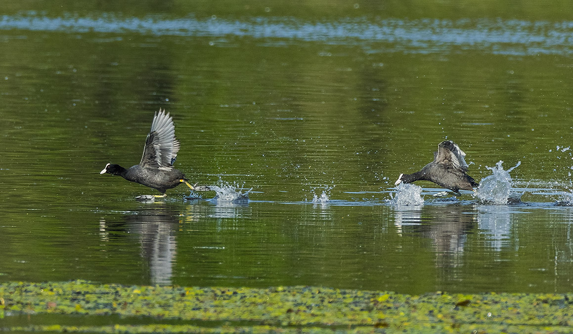 Klikni za ogled večje slike