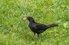 DSC02809-Blackbird.jpg