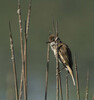DSC07779-2 copy.jpg
