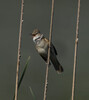 DSC07831 copy.jpg