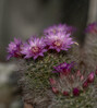 DSC07975 copy.jpg