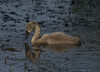 DSC07986 copy.jpg