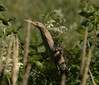 DSC08101 copy.jpg