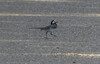 DSC08149 copy.jpg